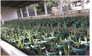 About the cultivation 10