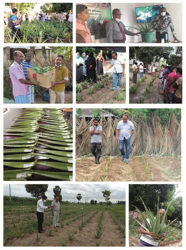 About the cultivation 14