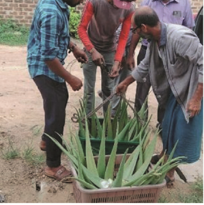 About the cultivation 2