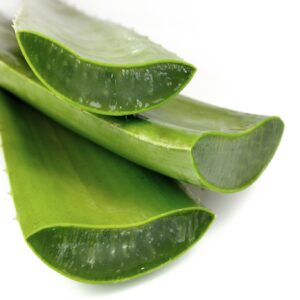 aloe vera leaves